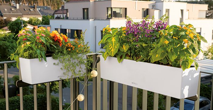 CARARO Premium trough planter